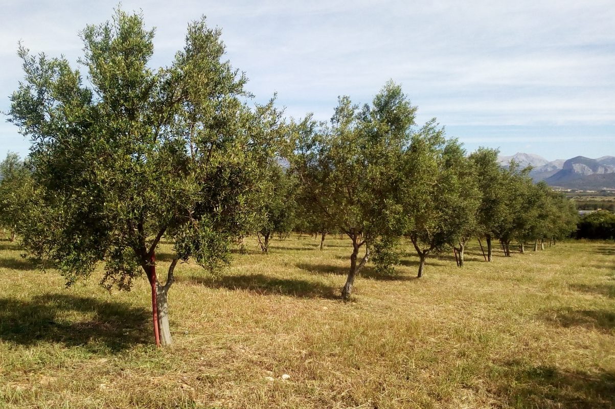 Olive Oil and Wine Tour Mallorca