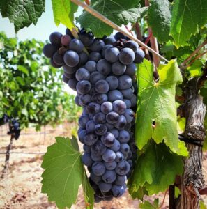 Die Geschichte des Weines auf Mallorca